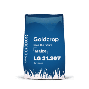 maize seeds, goldcrop, ambition maize, recommended list