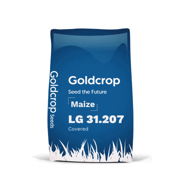 maize seeds, goldcrop, ambition maize, recommended list