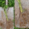 Red Clover Plant 12 weeks old after 2 grazings