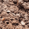 Red-Clover-seed-chitting-after-being-sown-3-days