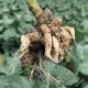 Clubroot Disease of Brassica Crops