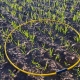 Measuring Plant Population 6 April 2023