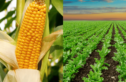 Goldcrop Maize and Beet | Technical Seminars | 2024