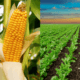 Goldcrop Maize and Beet | Technical Seminars | 2024