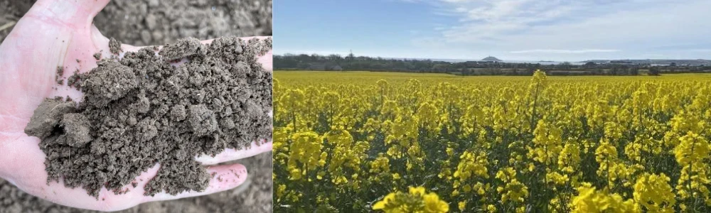 Winter Oilseed Rape Sowing