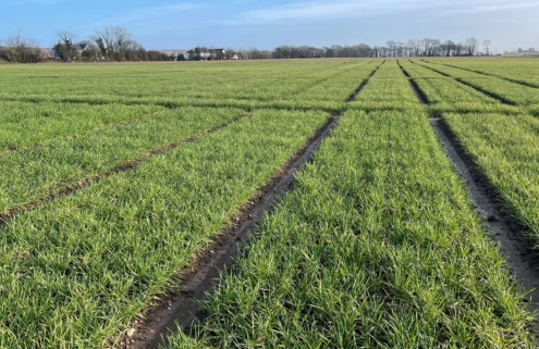 Winter Barley Trial Plots at Shanagarry