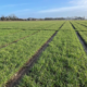 Winter Barley Trial Plots at Shanagarry