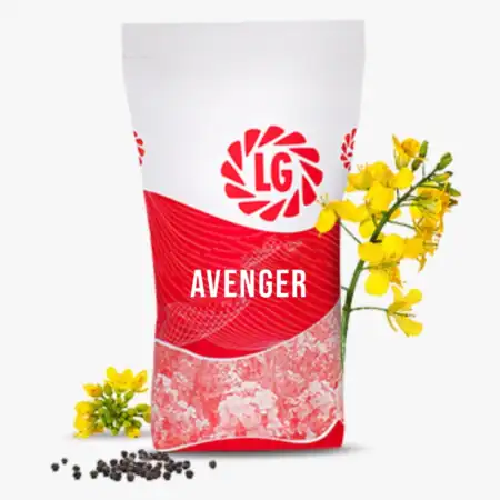 LG AVENGER Rape Seed Oil