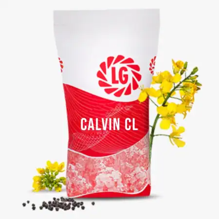 Calvin CL Oilseed Rape