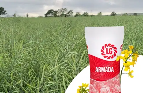 LG Armada