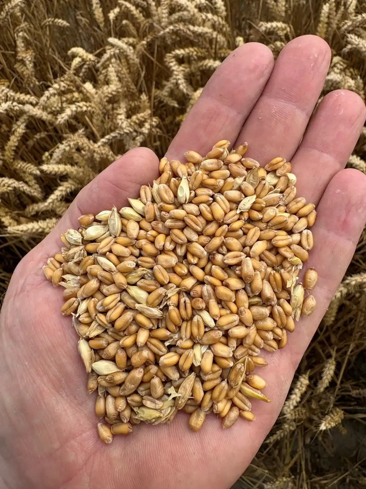 WPB Fairview wheat grain held in a hand in the field