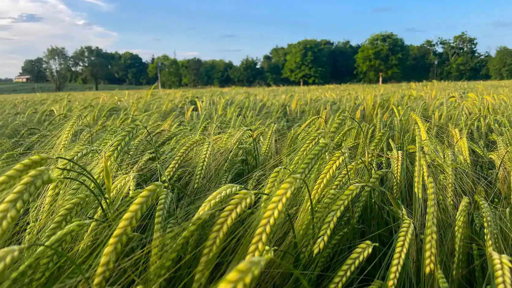 Winter Barley