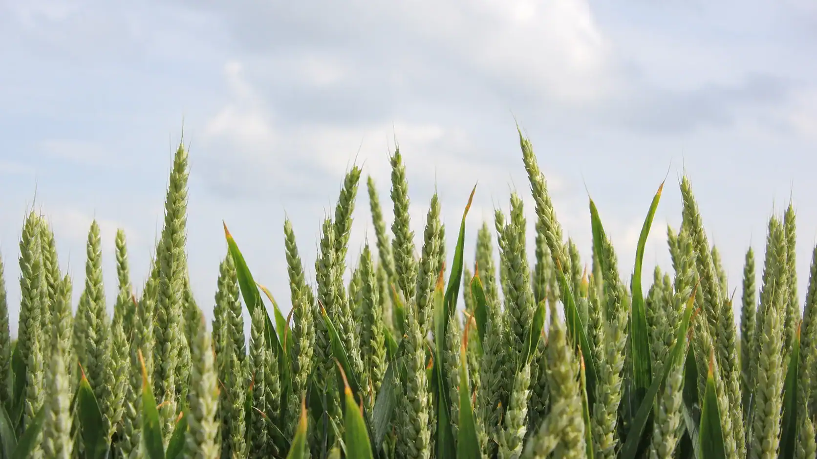 Winter Wheat