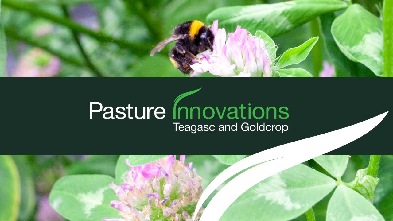 Watch the Pasture Innovations overview video Pasture Innovations: Teagasc and Goldcrop